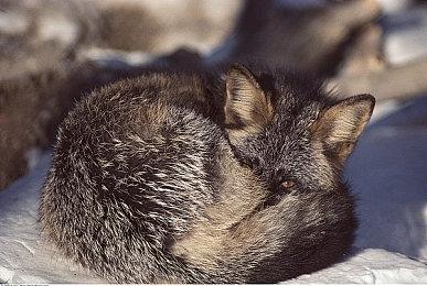 《守望先锋》IP或将拓展动画领域 暴雪称非常乐意制作！